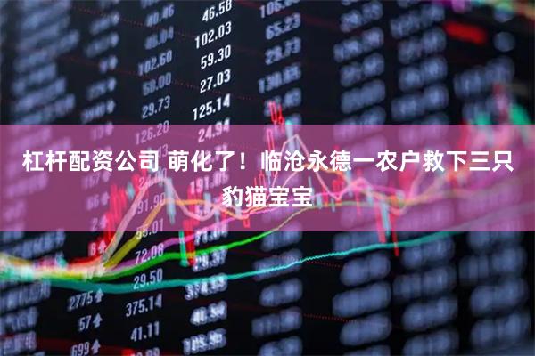 杠杆配资公司 萌化了！临沧永德一农户救下三只豹猫宝宝